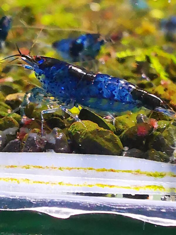 BLUE RILI CARBON - 1.5-2.0 CM - obrazek 3